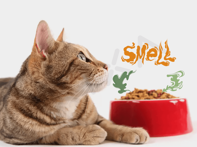 Thức ăn cho chó mèo có mùi tanh