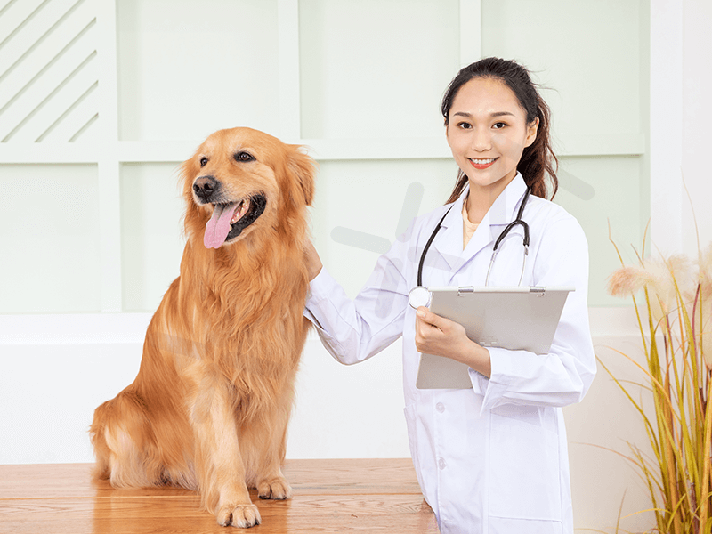 Kiểm tra bệnh tật cho thú cưng